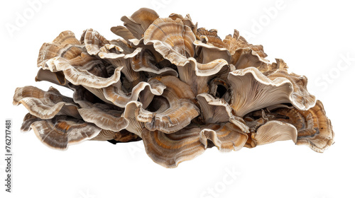 Flavorful Fungi Isolated On Transparent Background