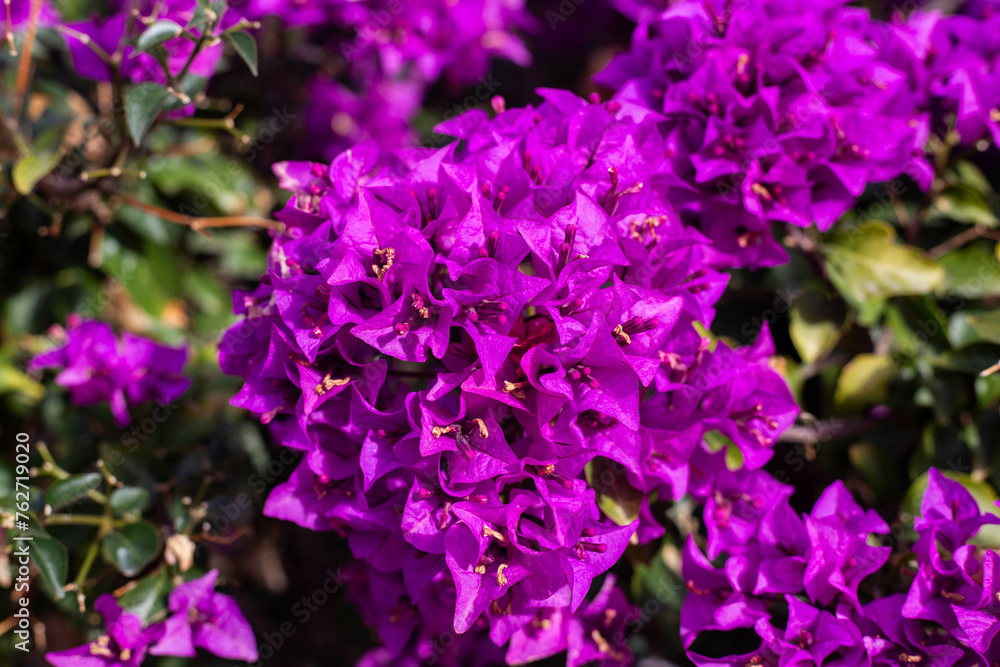 Fototapeta premium purple flowers
