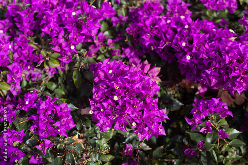 purple flowers