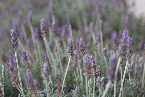 lavender field in region © elias