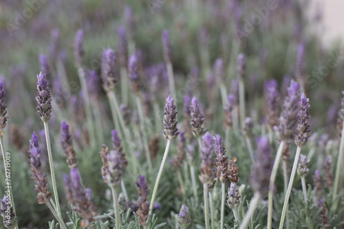 close up of lavender © elias