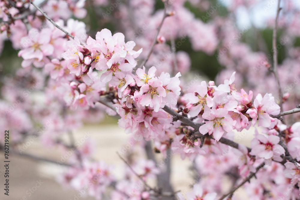 almond blossom in spring