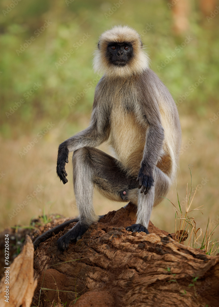 Black-footed gray or Malabar Sacred Langur - Semnopithecus hypoleucos, Old World leaf-eating monkey found in southern India, young monkey sitting in the forest