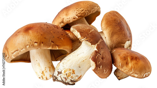 Exquisite Porcini Mushroom Isolated on Transparent Background