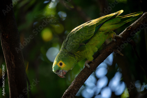 Authentic tropical birds. Blue-fronted amazon (Amazona aestiva) in natural habitat. photo