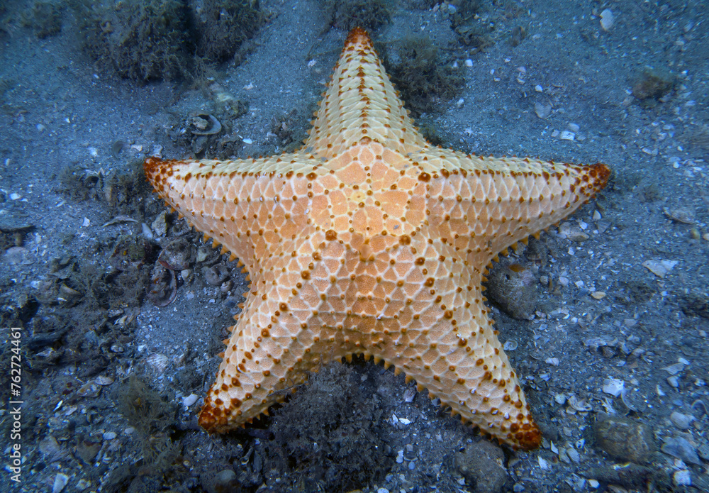 A Red Cushion Sea Star (Oreaster reticulatus) in Florida, USA - obrazy, fototapety, plakaty 