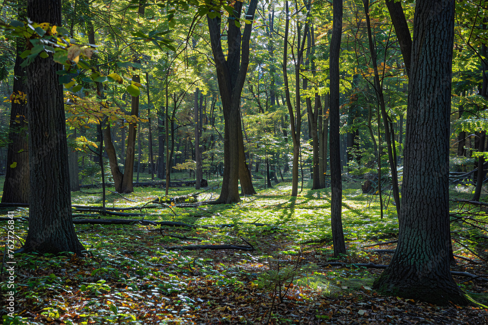 A peaceful moment in a secluded forest glade with sunlight A peaceful moment in a secluded forest glade with sunlight