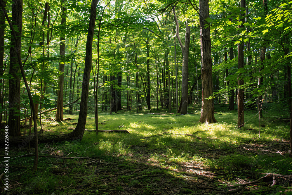 Fototapeta premium A peaceful moment in a secluded forest glade with sunlight