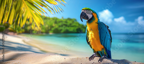 Blue yellow macaw on the tropical beach background