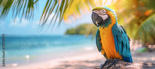Blue yellow macaw on the tropical beach background, travel concept 