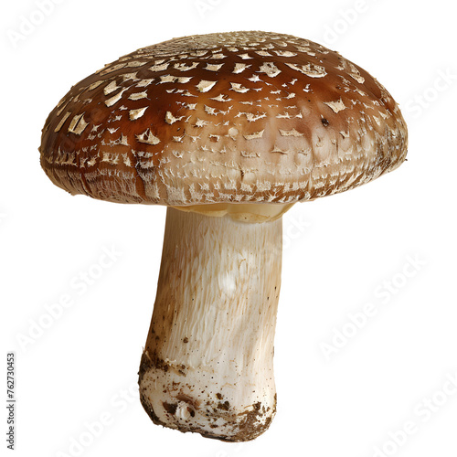 Mushroom PNG file