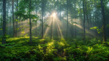 Morning forest sunlight