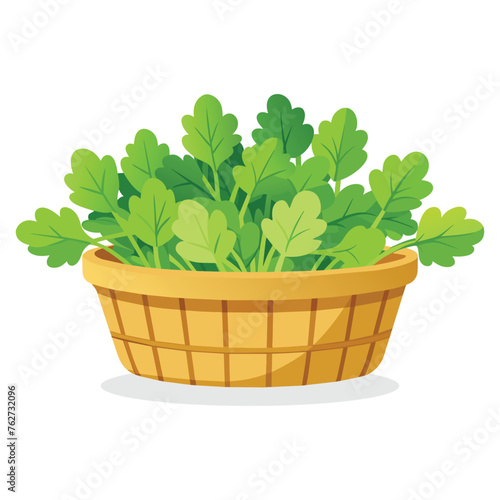 Watercress in busket Green Leafy Vegetables vector illustration