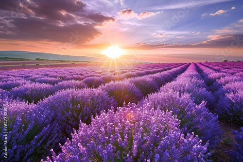 The sun is sinking below the horizon  casting a warm glow over a vibrant lavender field  Sunrise over fields of lavender in full bloom  AI Generated