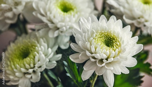 close up photo of white chrysanthemum bouquet abstract floral background