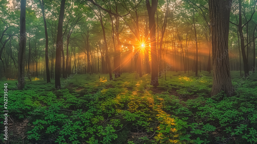 Obraz premium Morning forest sunlight