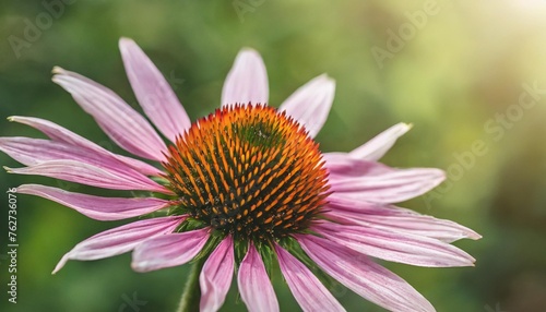 echinacea flower for homeopathy transparency background