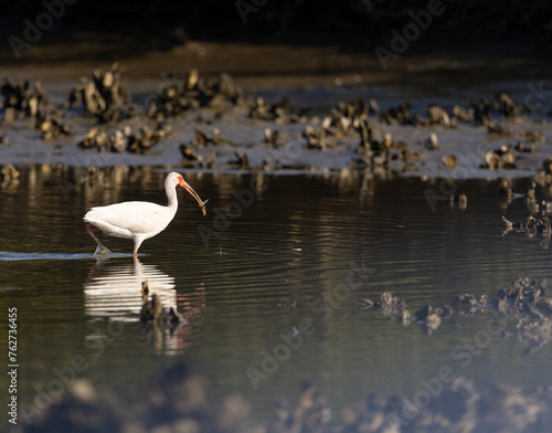 A white ibis wading in shallow water with a small fish in its bill in an estuary.  © Linda
