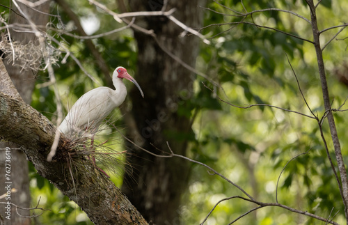 A white ibis in breeding colors perched in a tree.  © Linda