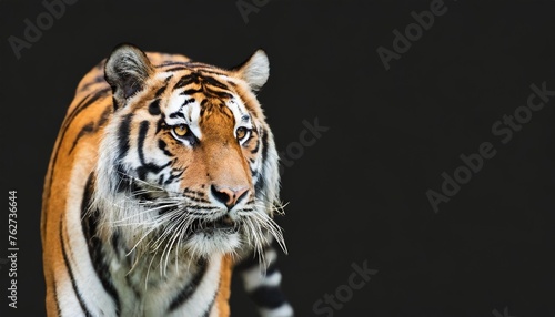 tiger portrait isolated on black background spectacular majestic proud animal walking forward wide panoramic banner with panthera tigris and empty copy space © Michelle
