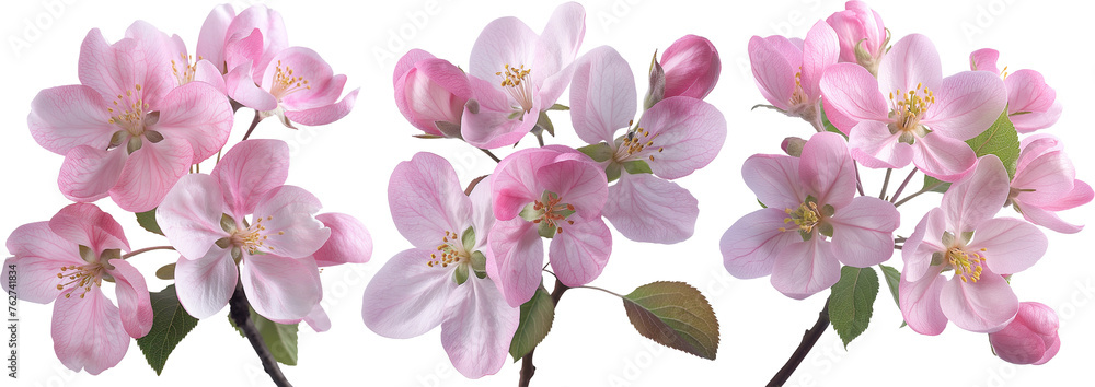 apple tree flowers on branches isolated set