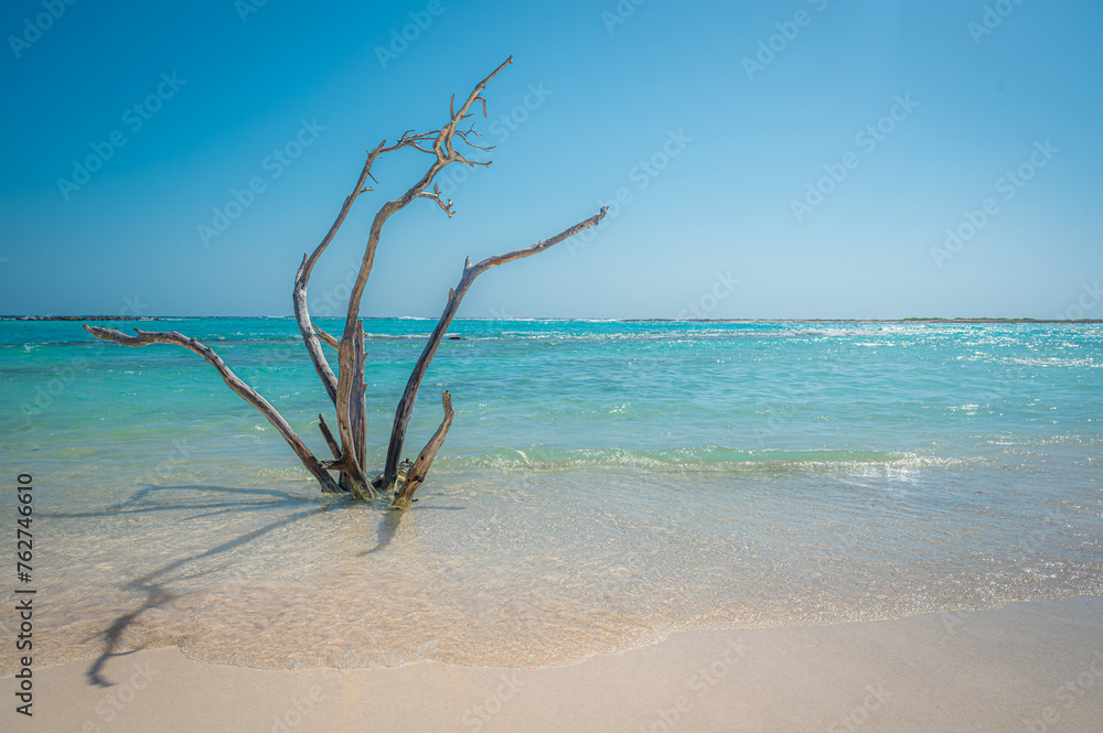 Dead driftwood tree on the shore of Baby Beach, white sand beach in Aruba, island in the Caribbean Sea. Photo taken in February 2023. Dead driftwood tree on the shore of Baby Beach, white sand beach in Aruba, island in the Caribbean Sea. Photo taken in February 2023.