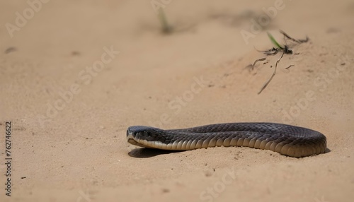 A Cobra Emerging From Its Burrow Upscaled 2