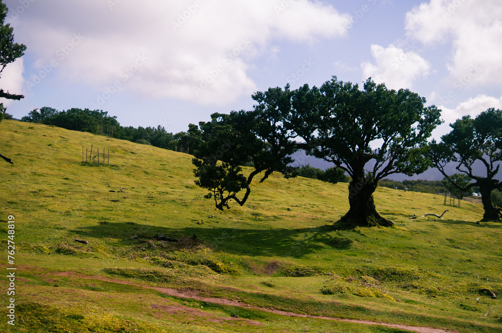 landscape with trees Madeira Island