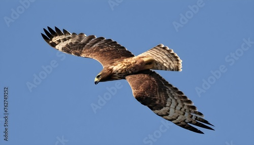 A Majestic Hawk Soaring High In The Sky Upscaled 2