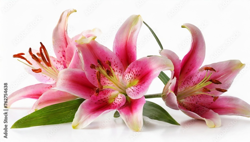 three wonderful pink lily with a bud isolated on white background including clipping path without shade