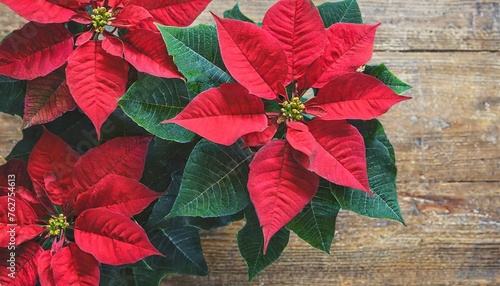 poinsettia flower with red and green leaves symbol of christmas european spurge star of bethlehem european poinsettia top view png flores de noche buena photo