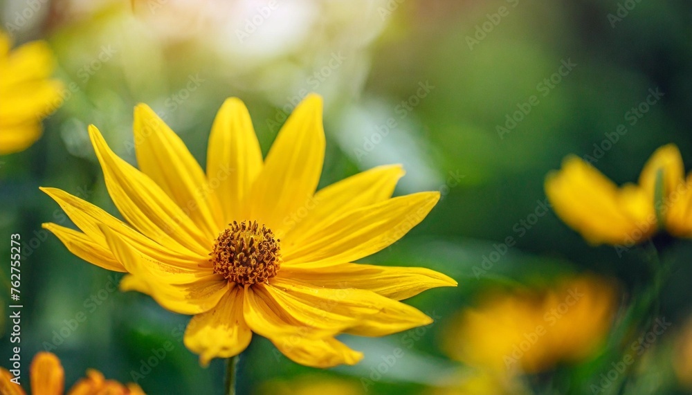 beautiful yellow flowers and petals in the summer garden beautiful yellow flowers and petals in the summer garden