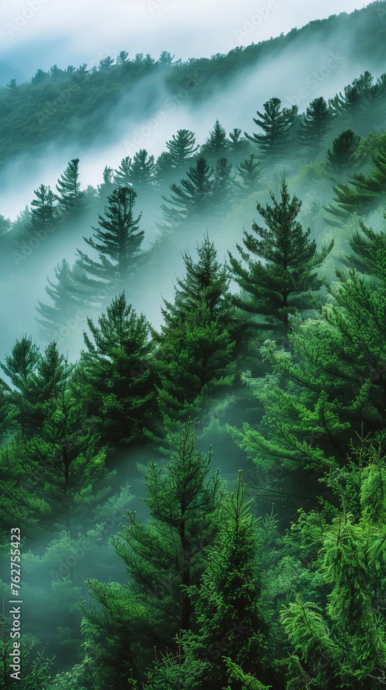 Pine tree forest in the mountain mist Pine tree forest in the mountain mist