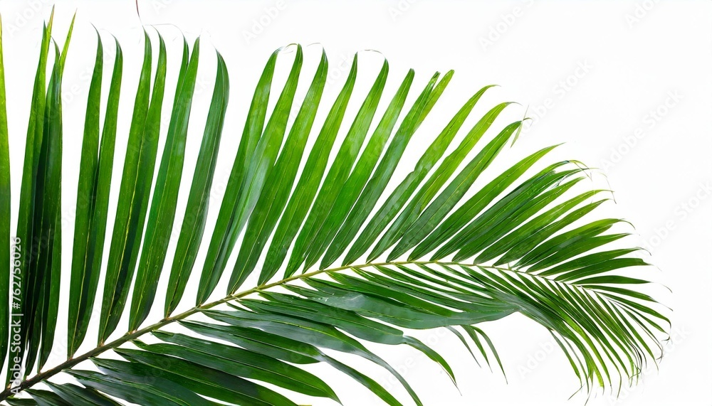 tropical palm leaf isolated on white background with clipping path for design element tropical palm leaf isolated on white background with clipping path for design element