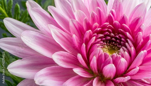 close up of pink flower aster with pink petals