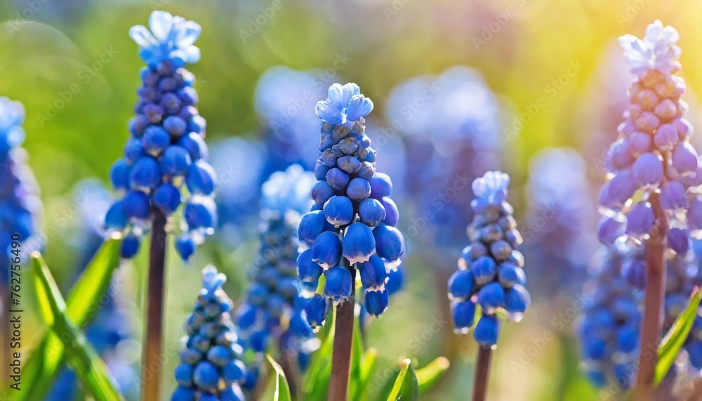 blue buds flowers muscari armeniacum or grape hyacinth blue buds flowers muscari armeniacum or grape hyacinth