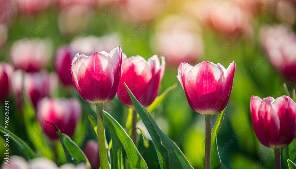 amazing fresh tulip flowers blooming in tulip field under background of blurry tulip flowers under sunset light romantic springtime nature beautiful natural spring scene texture for design copyspace