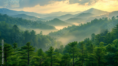 Pine tree forest in the mountain mist photo