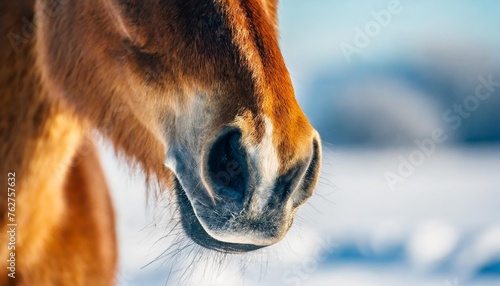 horse detail banner nostrils winter cold bright snowy background