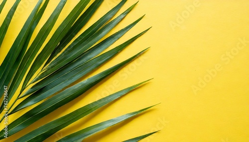 yellow background with palm leaves shadows