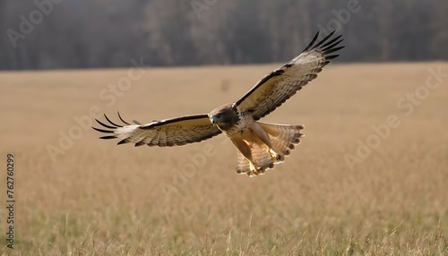 A Hawk Gliding Low Over A Field Searching For Pre Upscaled 4