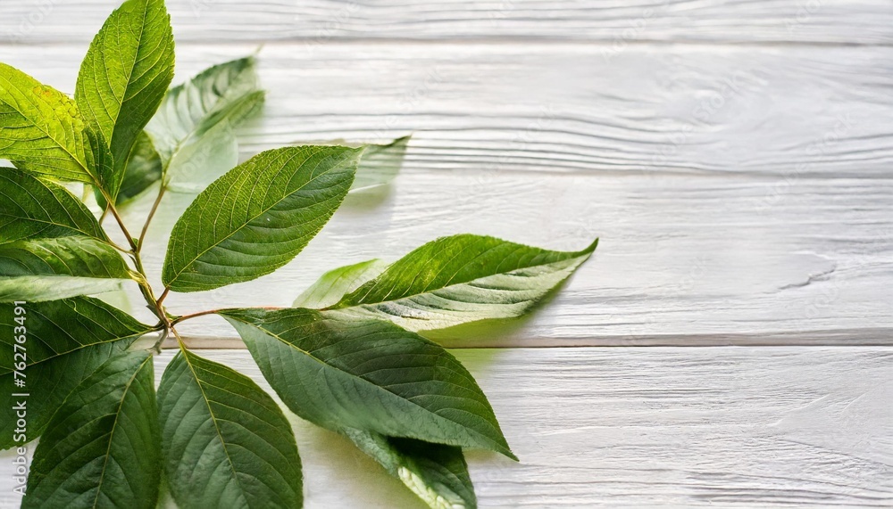 a white background with green leaves and flowers abstract green foliage background with negative space for copy a white background with green leaves and flowers abstract green foliage background with negative space for copy