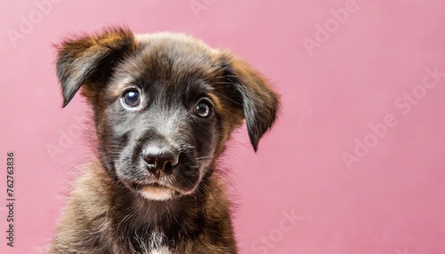 close up banner with puppy dog isolated on pink background with copy space