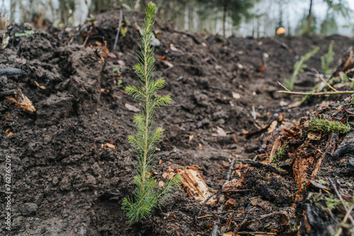 a newly planted spruce in a new growth