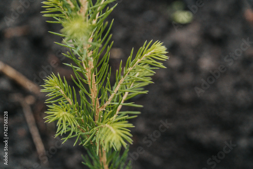 close up of a pine needles