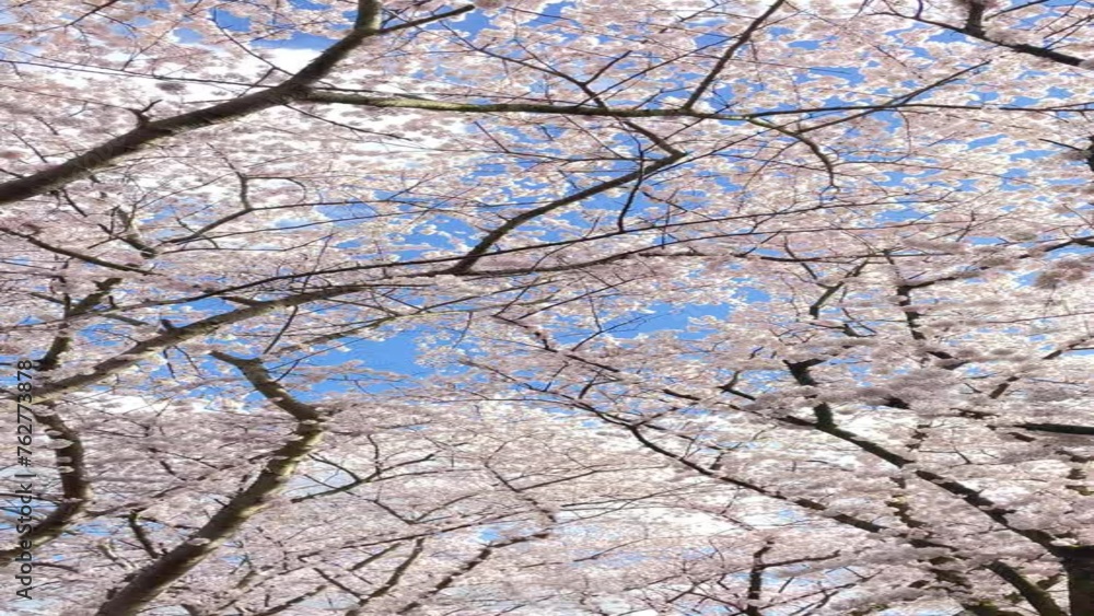 slowly moving to watching the blossom cherry with blue sky slowly moving to watching the blossom cherry with blue sky