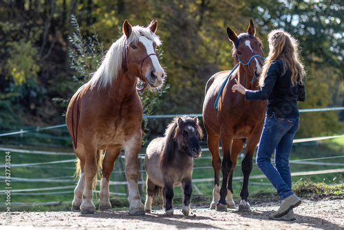 Fototapeta Naklejka Na Ścianę i Meble -  Friendship between a woman and her horses: Random horsemanship paddock scene