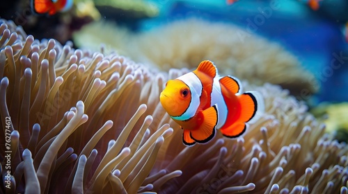 A clown fish swimming in the safety of it's anemone home, in Mozambique. © Tumelo