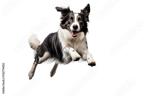 Black and white border collie jumping, isolated on white, transparent background. Portret of purebred dog, australian shepherd, pet. 