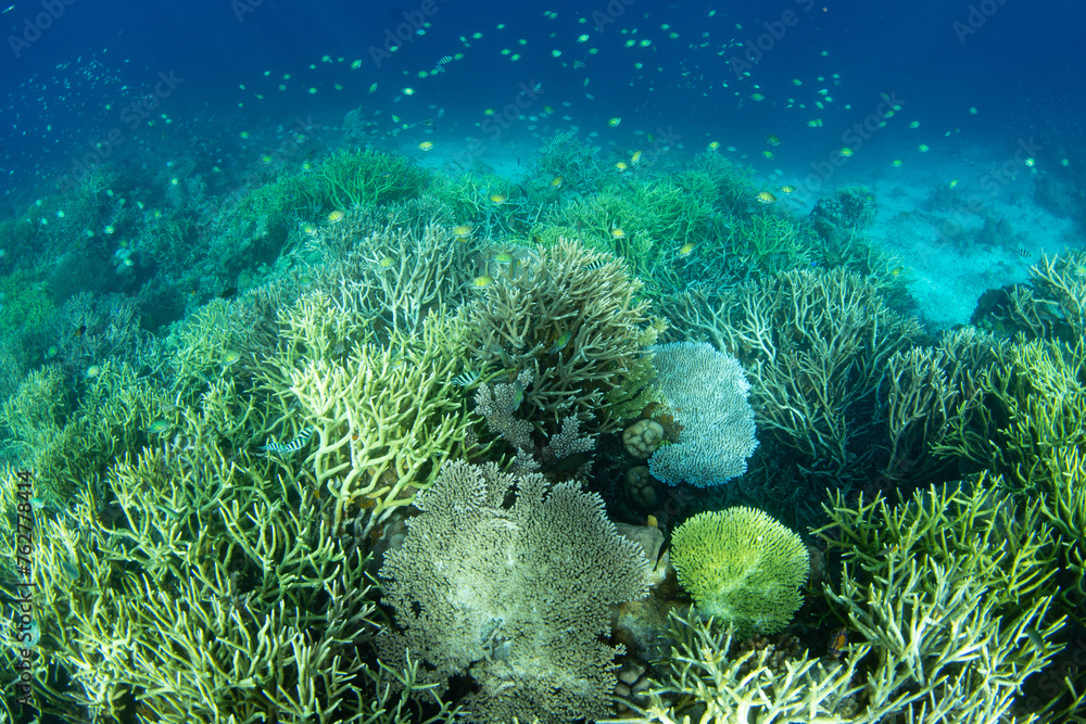 Corals and fish thrive on a shallow, biodiverse reef in Raja Ampat, Indonesia. This tropical region is known as the heart of the Coral Triangle due to its incredible marine biodiversity. Corals and fish thrive on a shallow, biodiverse reef in Raja Ampat, Indonesia. This tropical region is known as the heart of the Coral Triangle due to its incredible marine biodiversity.